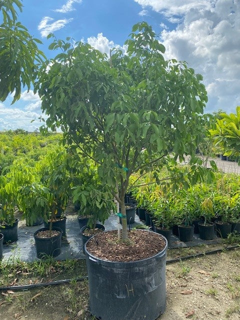 Spanish Lime – Hermanos Mazariegos - South Florida&rsquo;s #1 Nursery