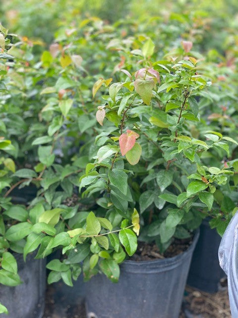 Eugenia Uniflora (Cherry Hedge)