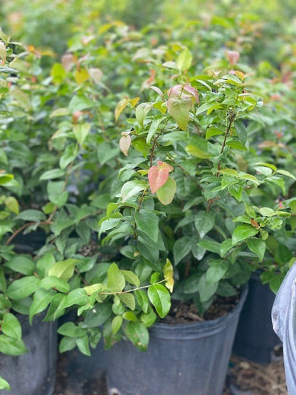 Eugenia Uniflora (Cherry Hedge)