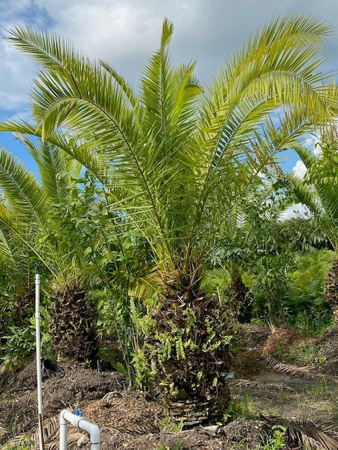 Canary Island Date Palm