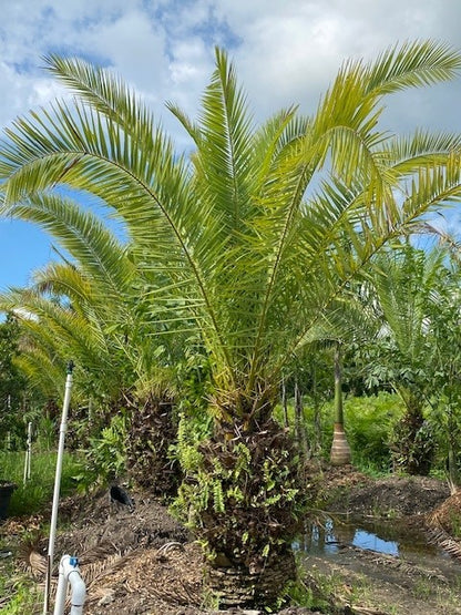 Canary Island Date Palm