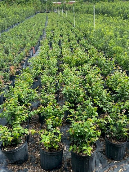 Eugenia Uniflora (Cherry Hedge)