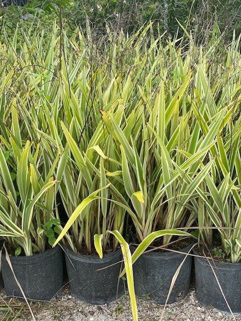 Flax Lilies