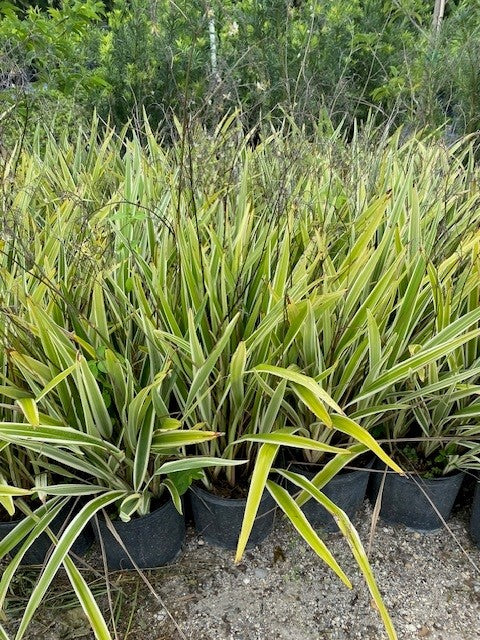 Flax Lilies