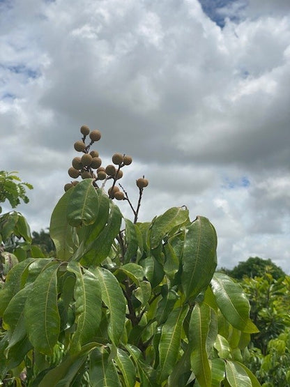 Dimocarpus Longan Lour (Longan)