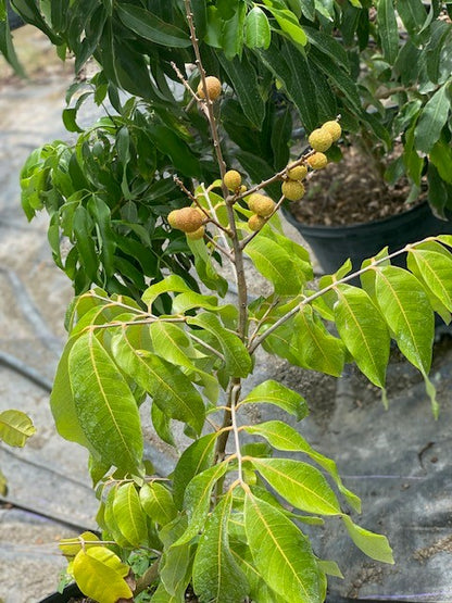 Dimocarpus Longan Lour (Longan)