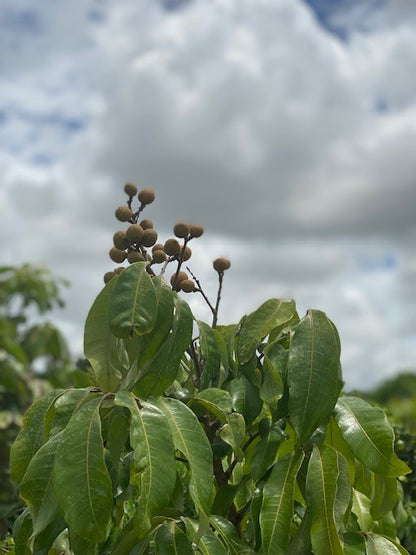 Dimocarpus Longan Lour (Longan)