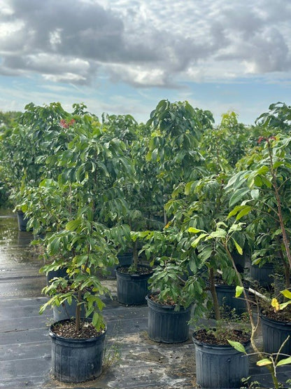 Dimocarpus Longan Lour (Longan)