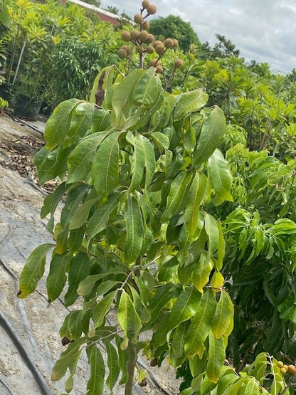 Dimocarpus Longan Lour (Longan)