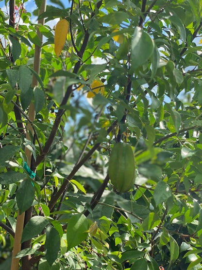 Averrhoa carambola (starfruit)