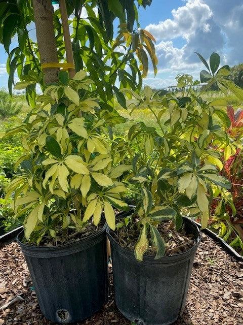 schefflera arboricola trinette