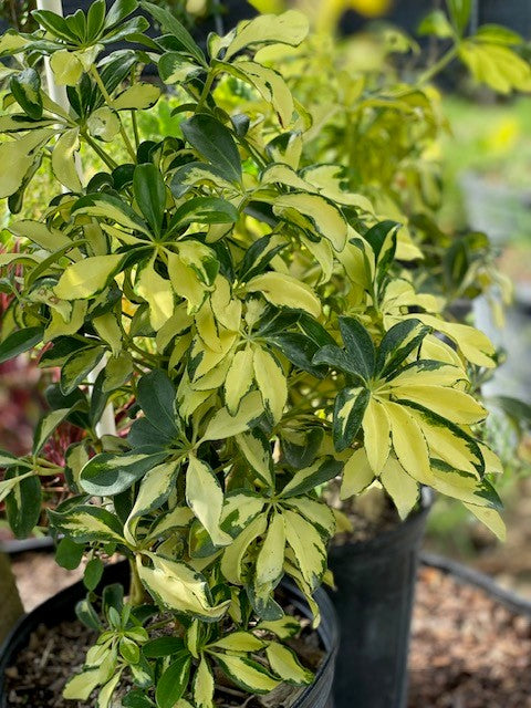 schefflera arboricola trinette