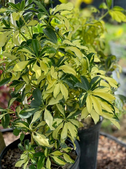 schefflera arboricola trinette